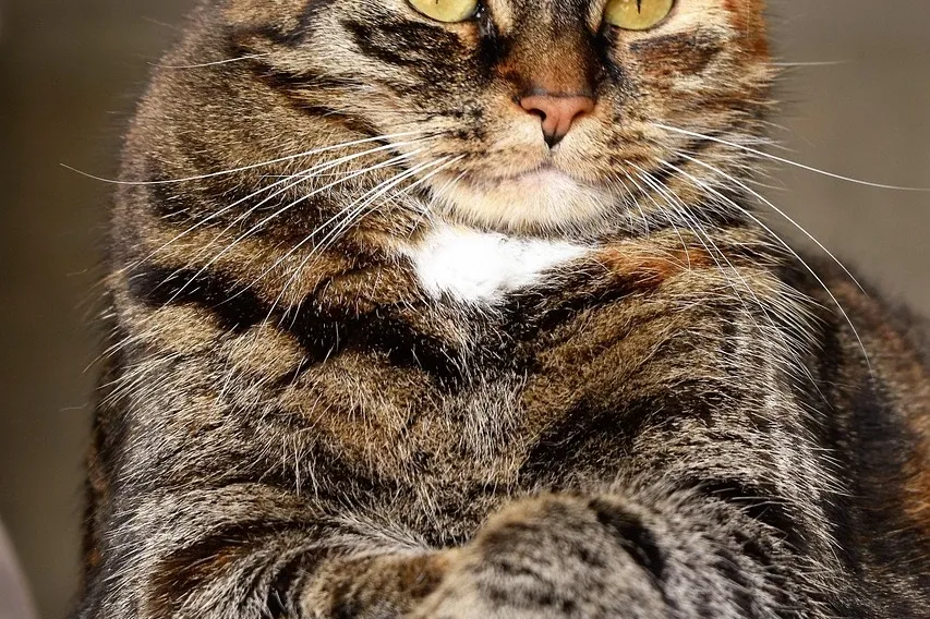 cat-molly