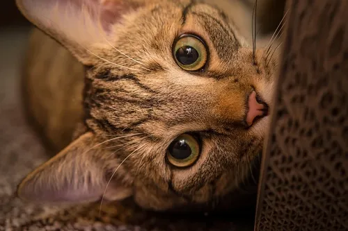 cat-lucy04