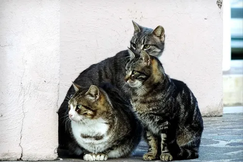 cat-pines4
