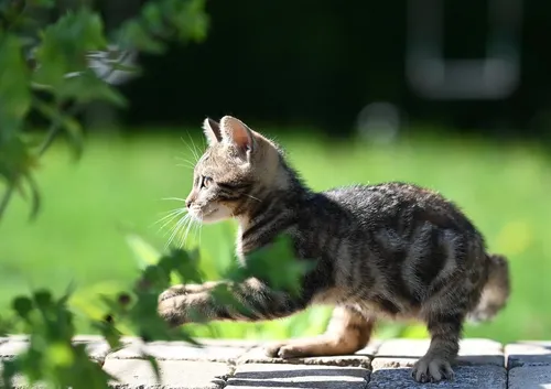 cat-Ty03