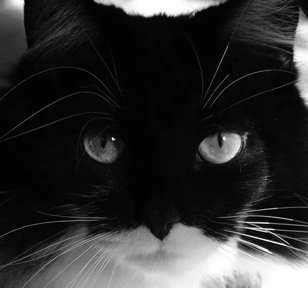 cat-bj