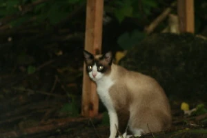 cat-pines-5